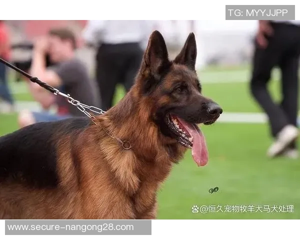 马犬伯恩与海葛的精彩对决揭示了犬种特性与训练技巧的完美结合